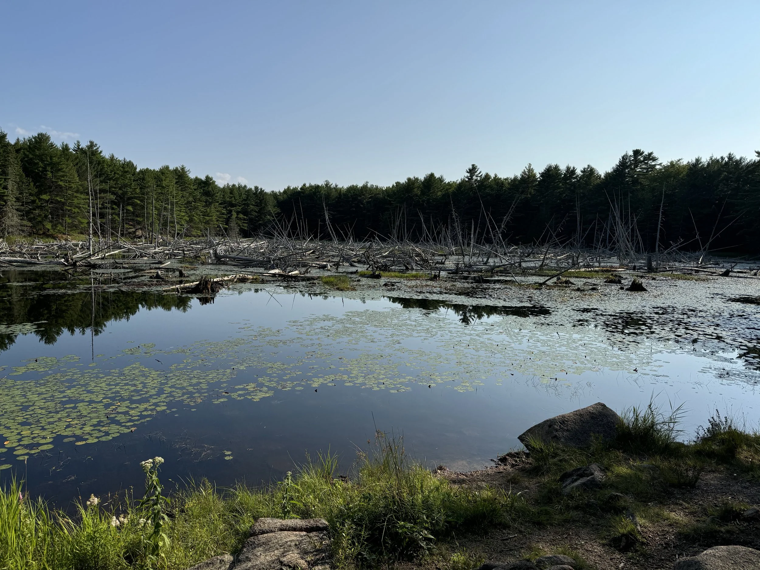(544) NT Bidding: Transfer Landy+ vs. Weak 1NT Openings