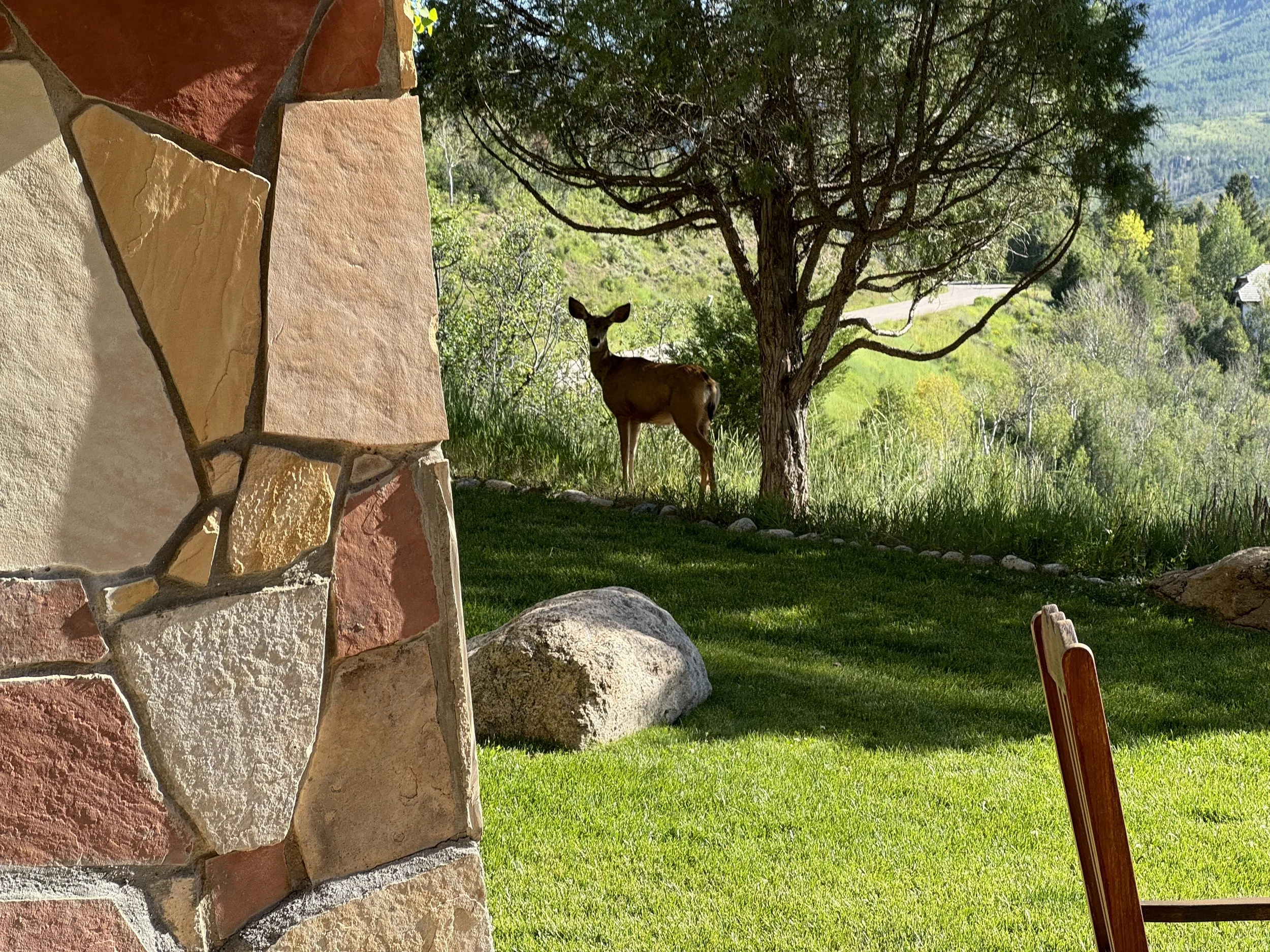 (556) Competitive Auctions: Anti-Lead Directing Doubles