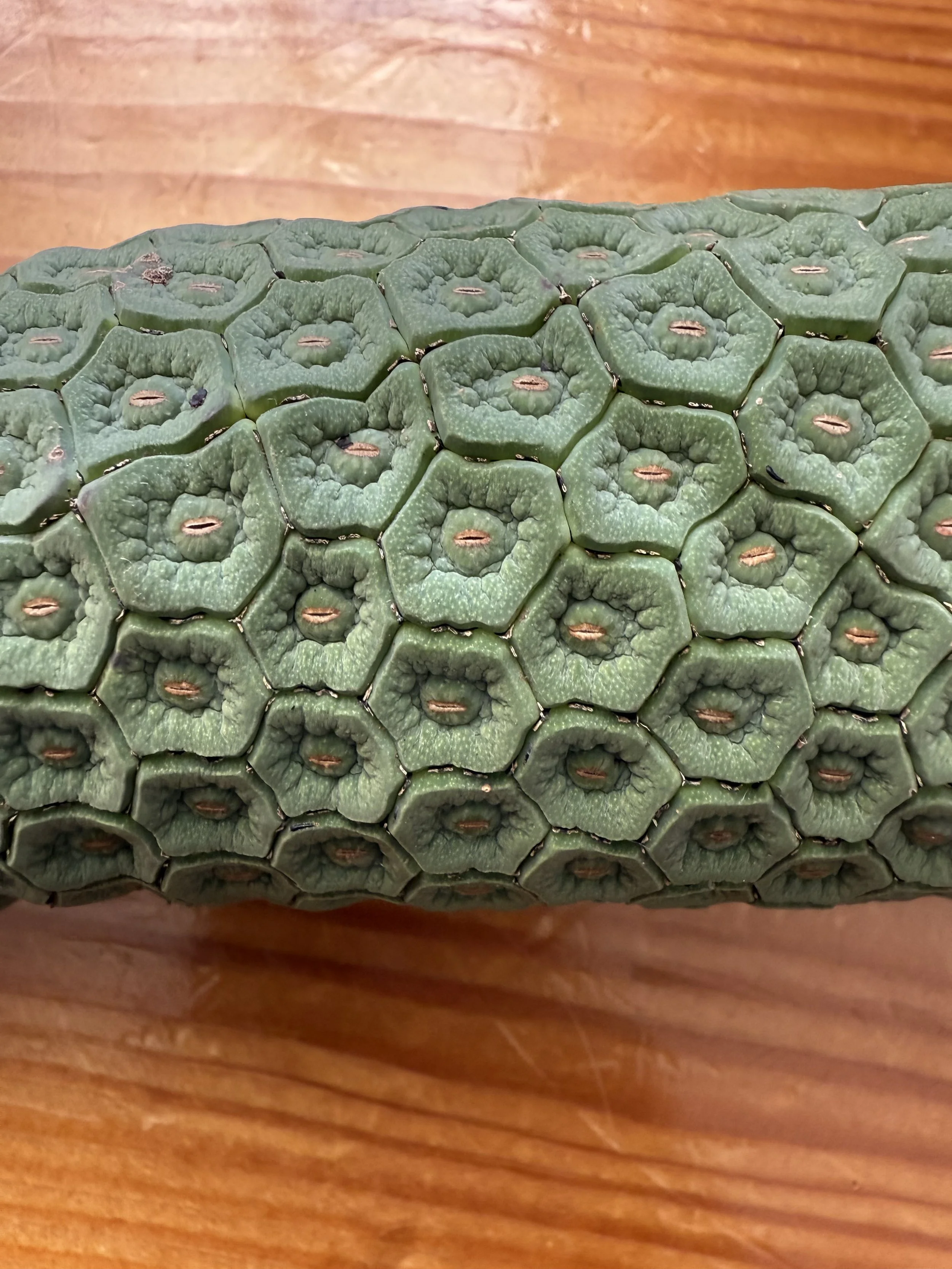 (598) 1-Major (X) Transfers