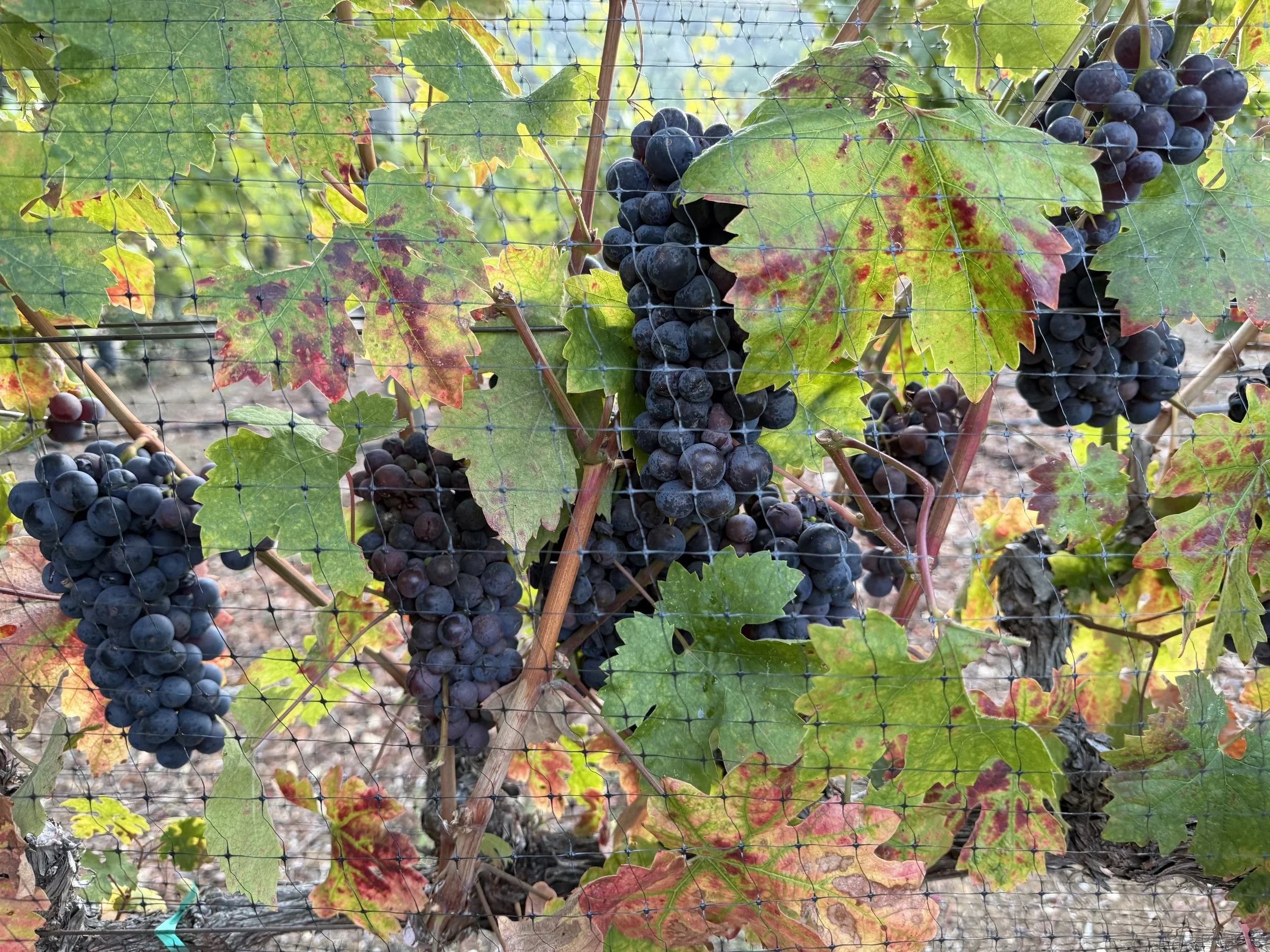 (618) Fundamentals of Trick Taking - FInesse or Drop