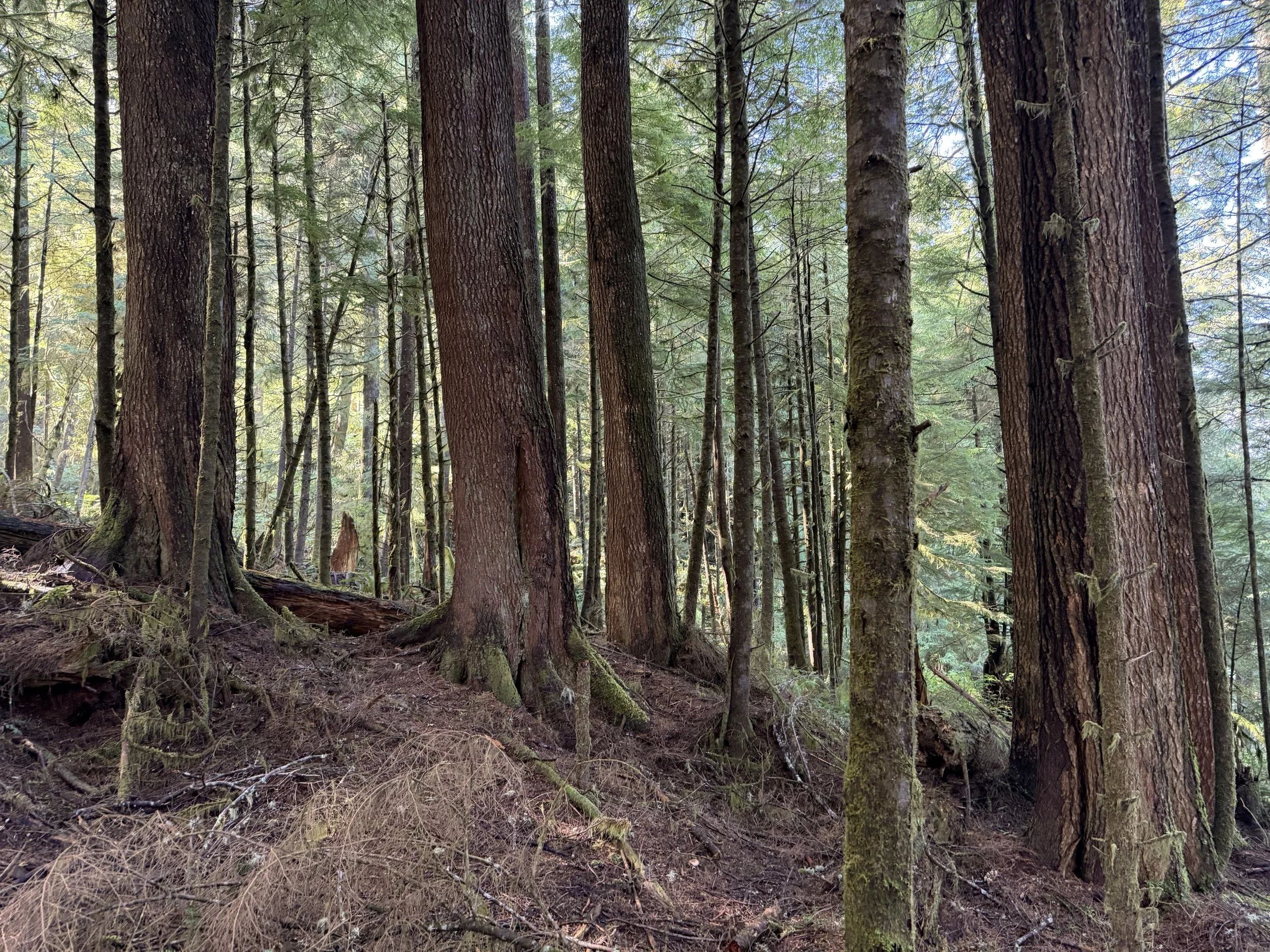 (626) Fundamentals of Trick Taking - Length Leads