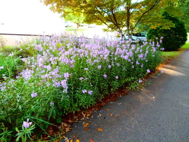 Good Shepherd Makes Green Gains