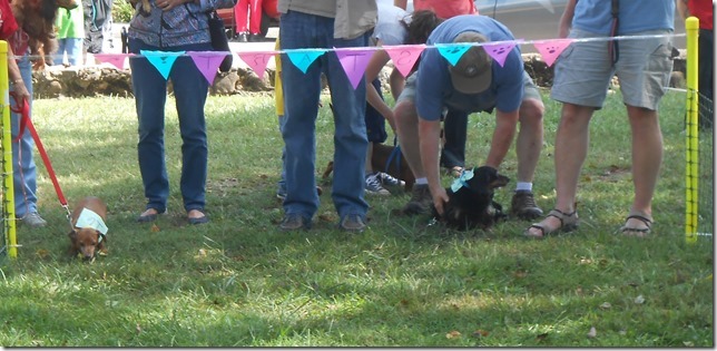 pet%20celebration%202015%20053[2].jpg
