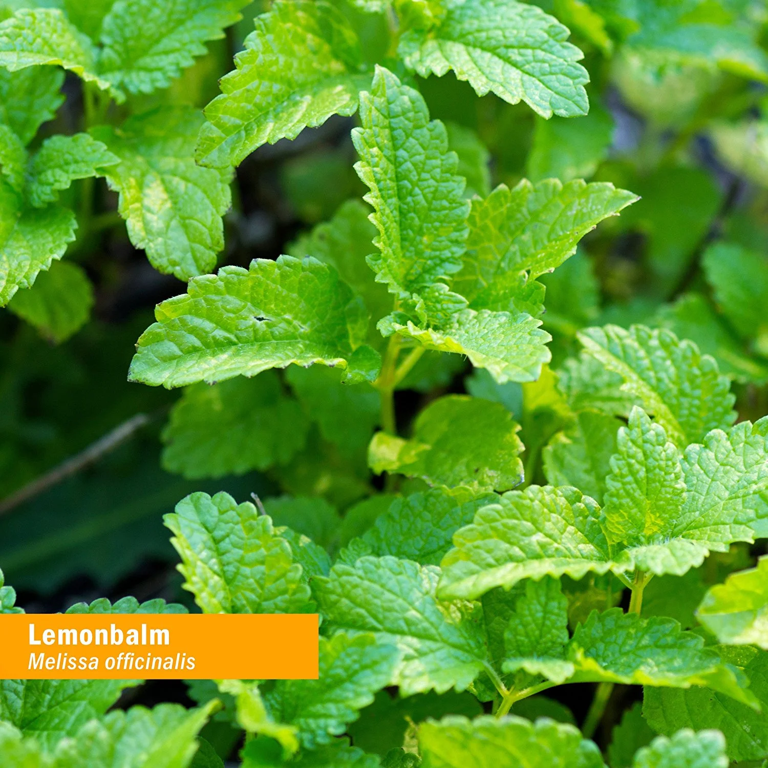 Medicinal Herb Workshop