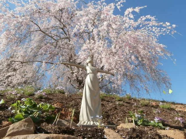 Knowing and Enjoying Creation: Meditations for Lent