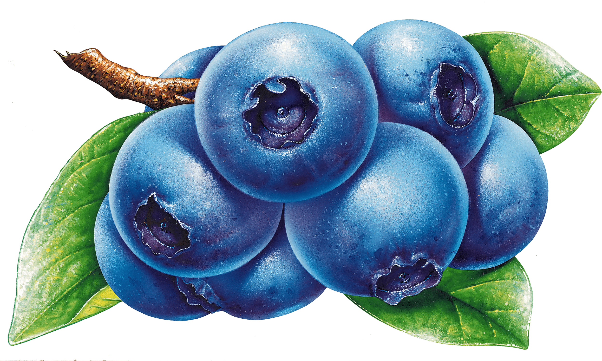 3rd Annual Blueberry Festival