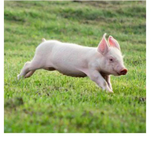 happy-running-piglet.jpg