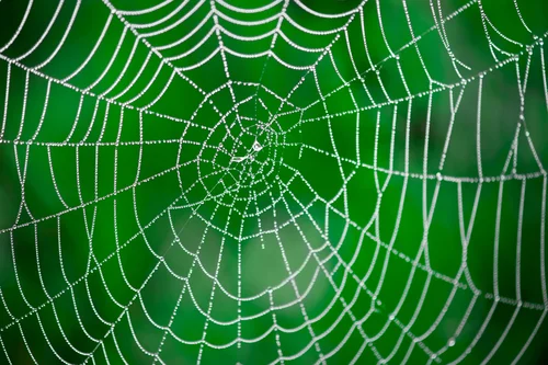It takes a spider to repair its own web
