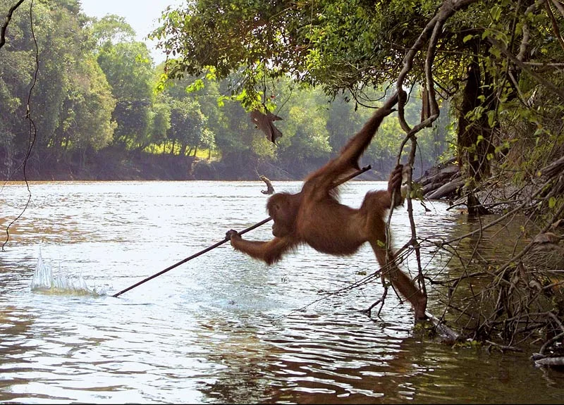 'What on earth are you doing?' said I to the monkey when I saw him lift a fish from the water and place it on a tree. 'I am saving it from drowning,' was the reply. Song of the Bird, Anthony de Mello