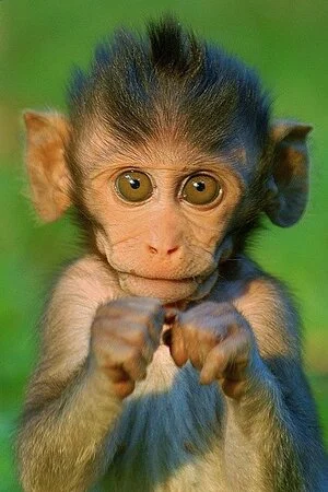 Awww - the story is so much better when it’s about cute baby baboons creating chaos….