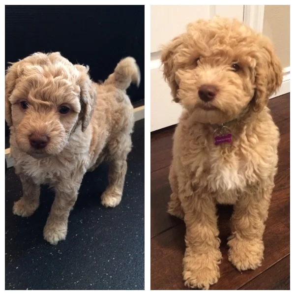 Meet Bristol....at 6 weeks....then at 16 weeks. My has she grown!