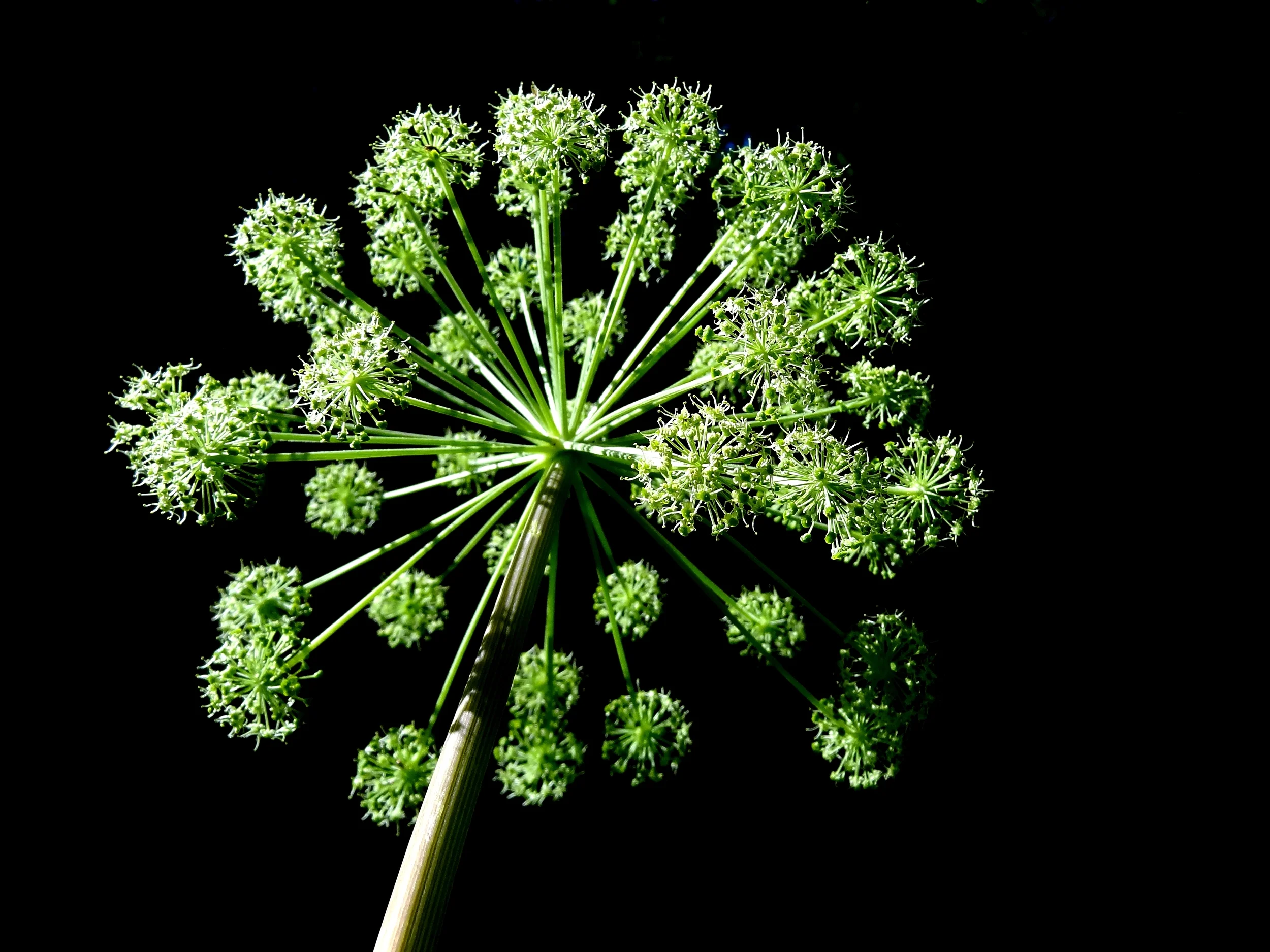Angelica. 