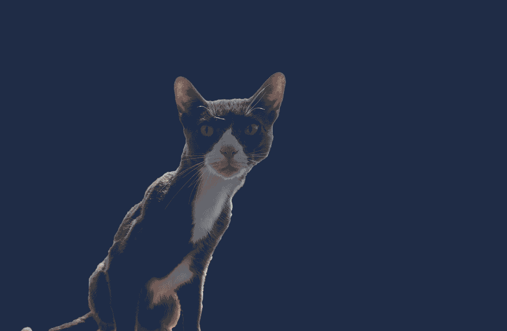 wm_blog-Gato.gif