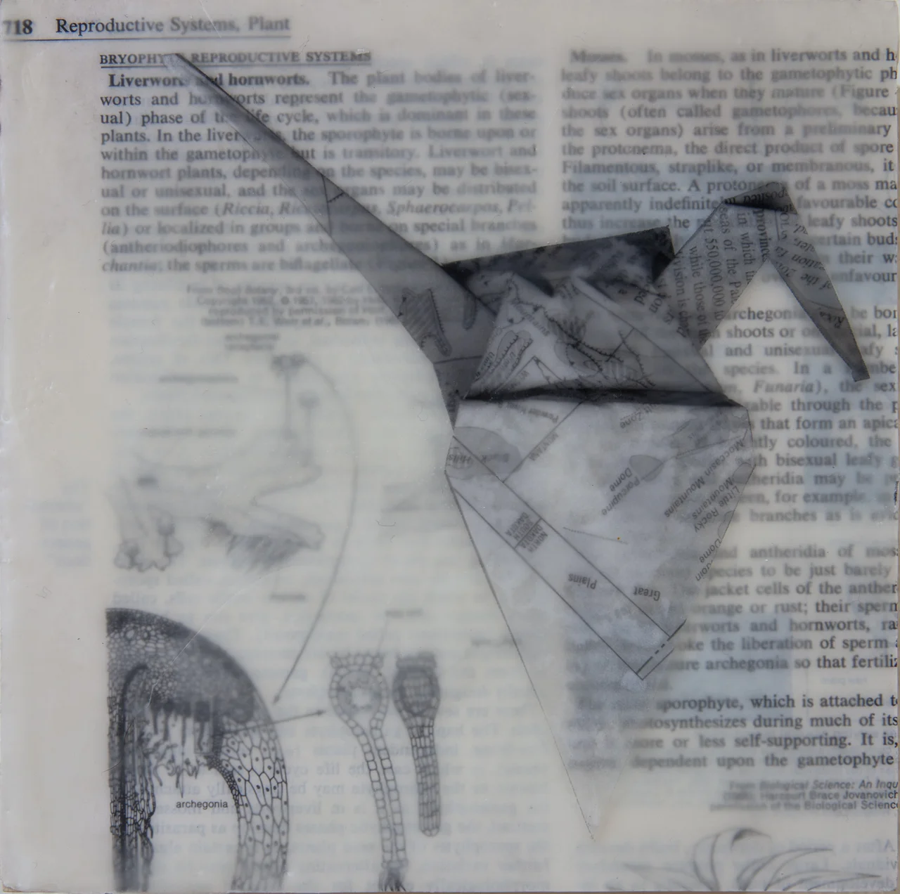 Encaustic medium, japanese paper, encyclopedia page on board 6"x6"