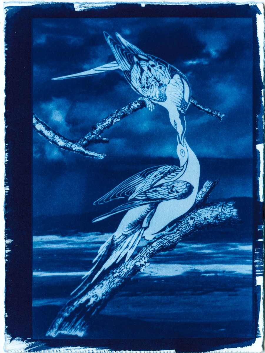 Passenger Pigeon