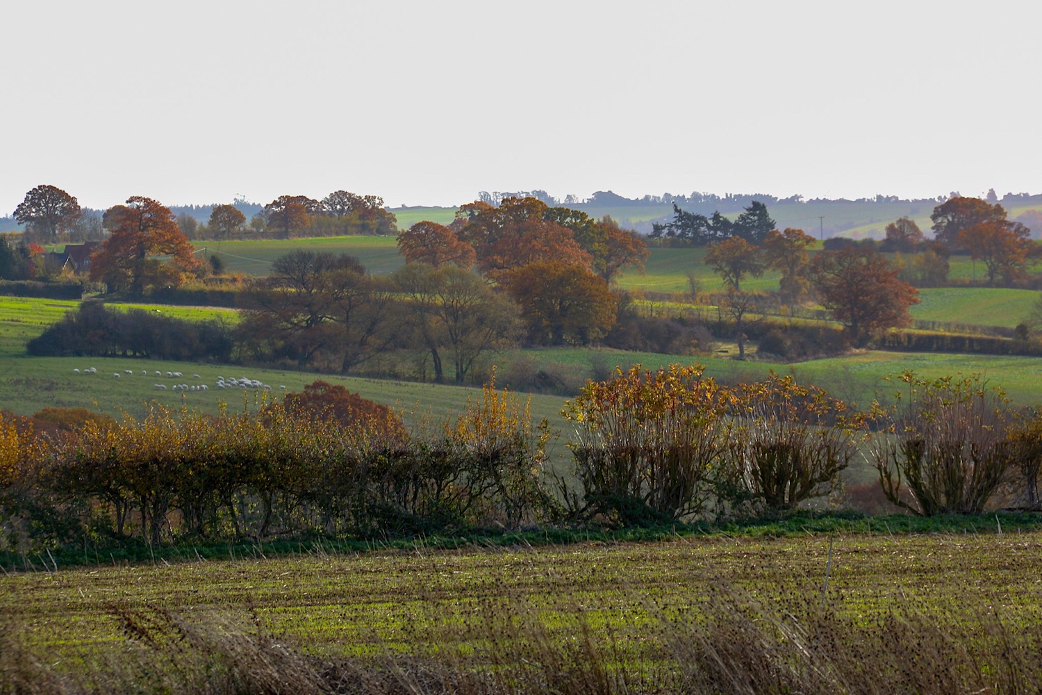 12.11 Cotswolds Walk 1
