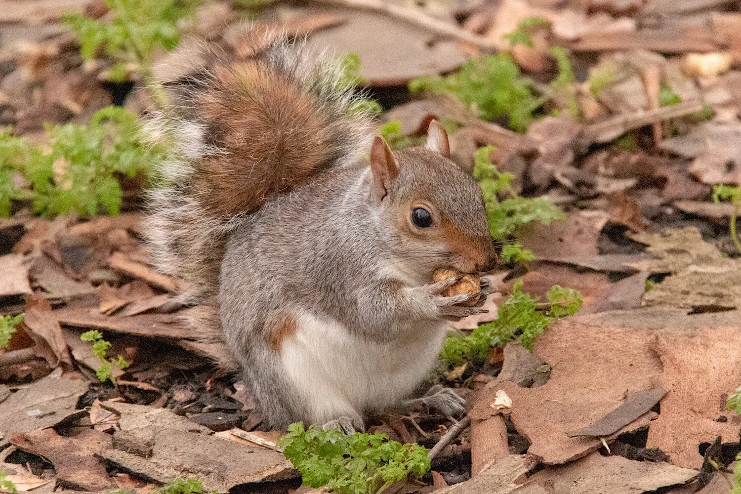 22.11 Parks and Squirrels