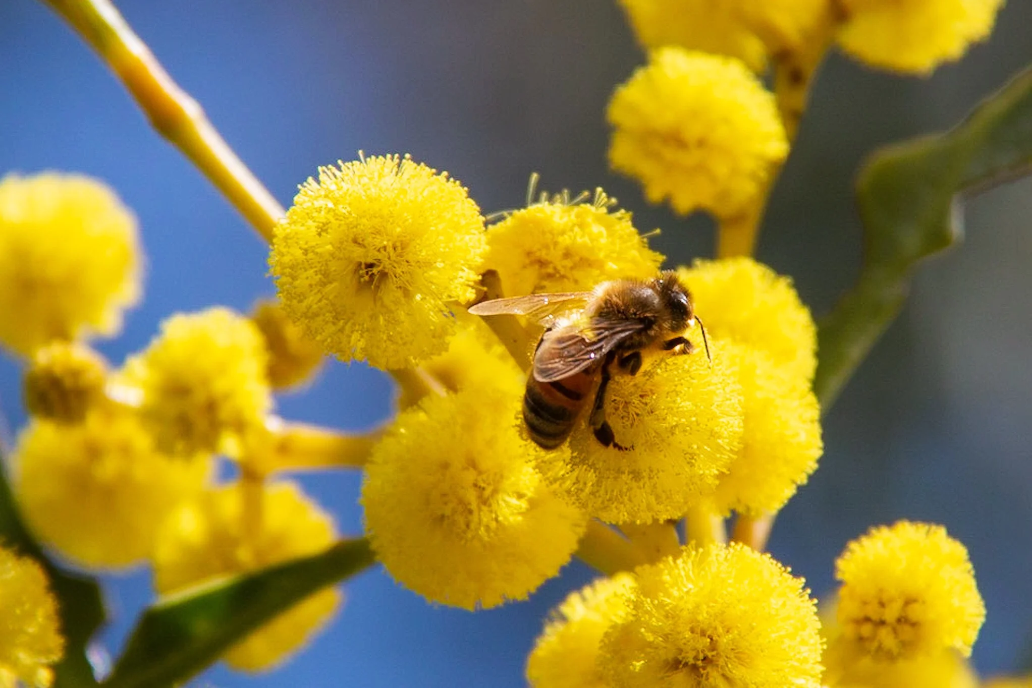 Father’s Day 2019 (& Wattle Day)