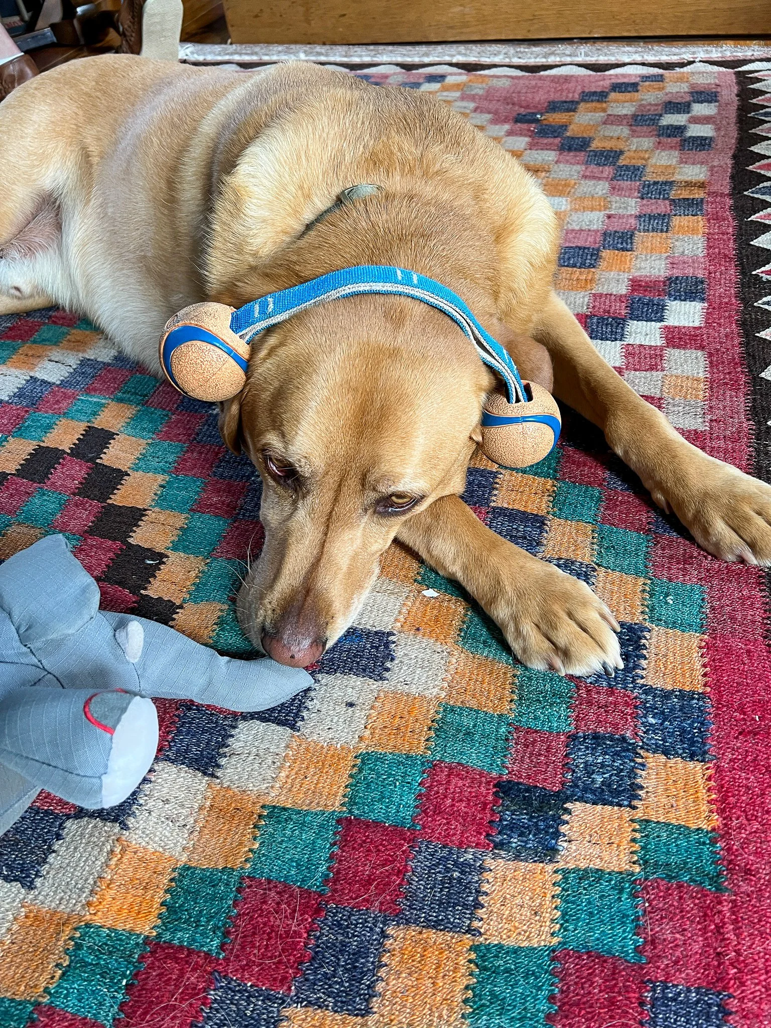 cooper-1.jpeg