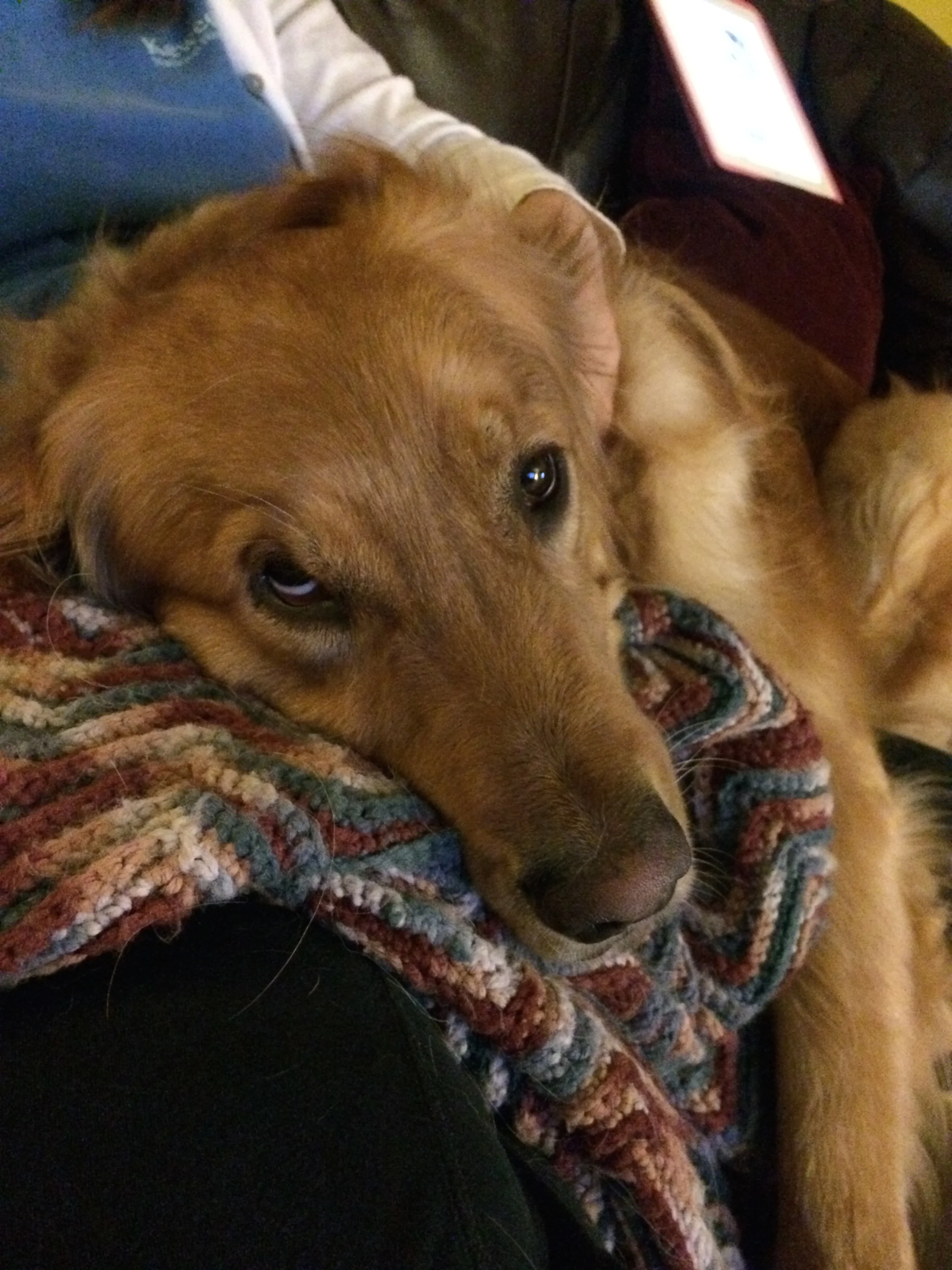 Nap time with the puppy