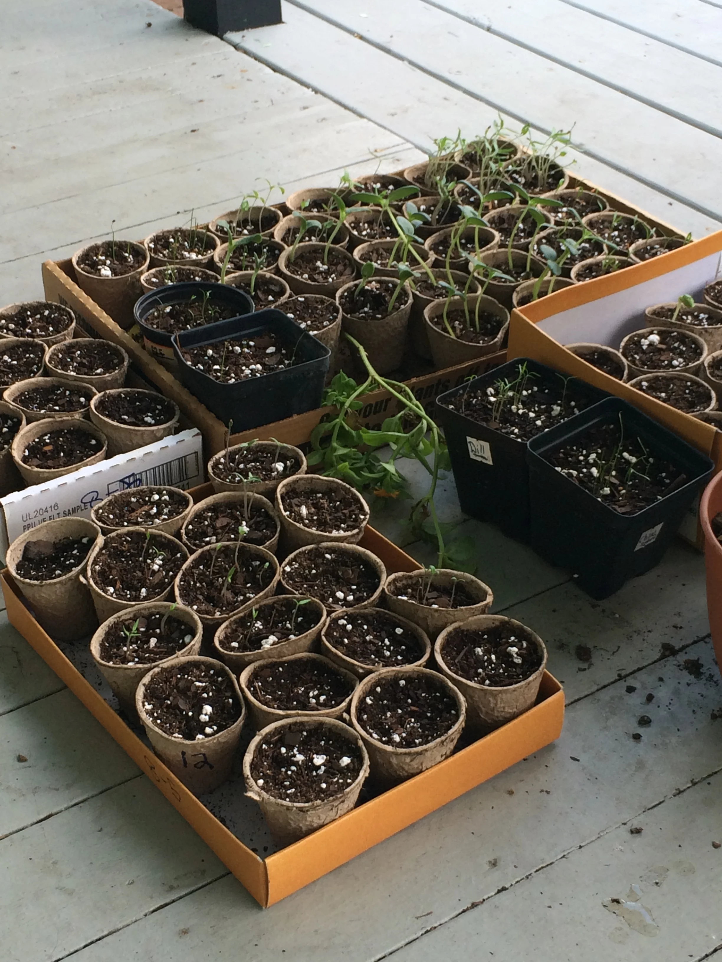 Little seed babies!