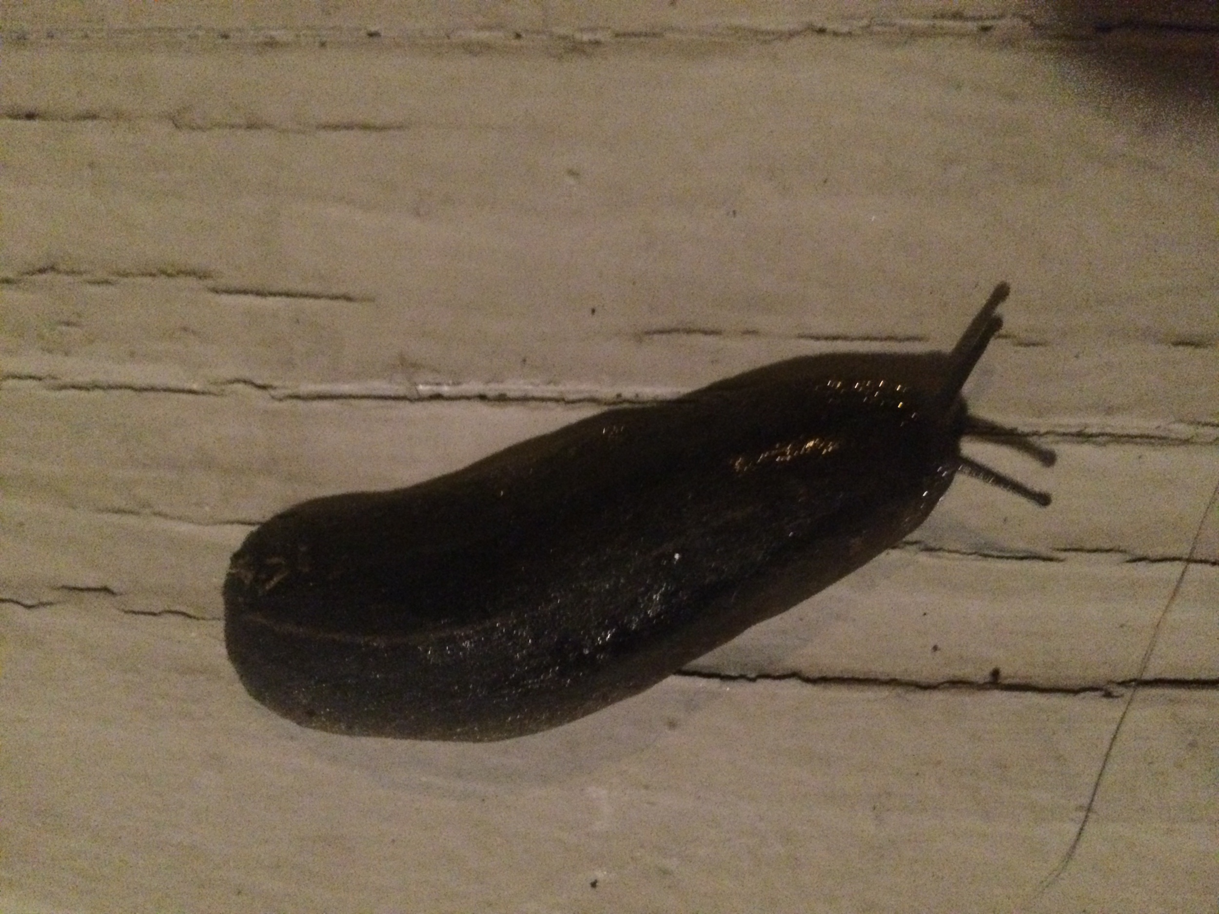 Slugs on the front porch (3in long..)
