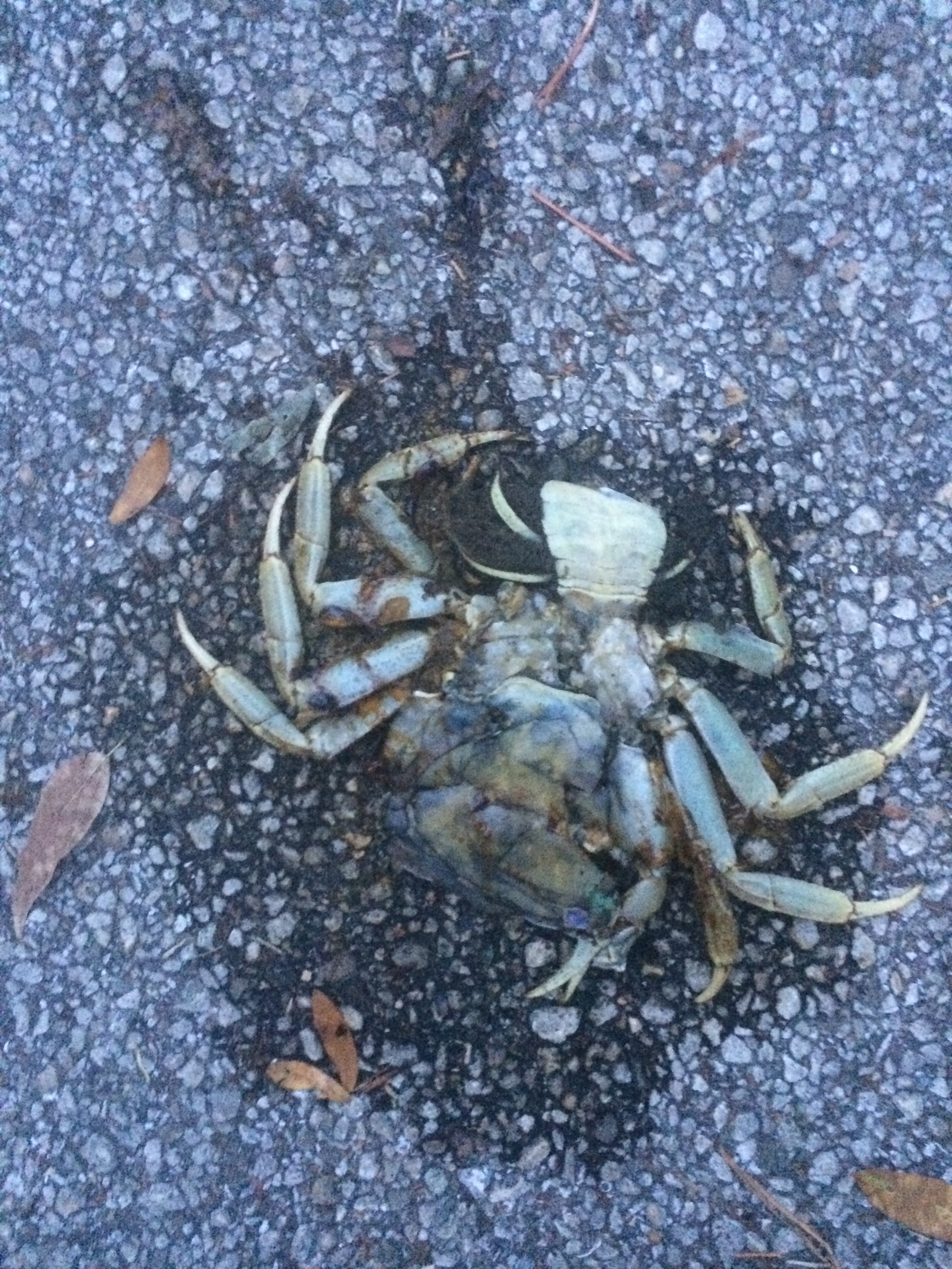 FL roadkill in case I didn't post before