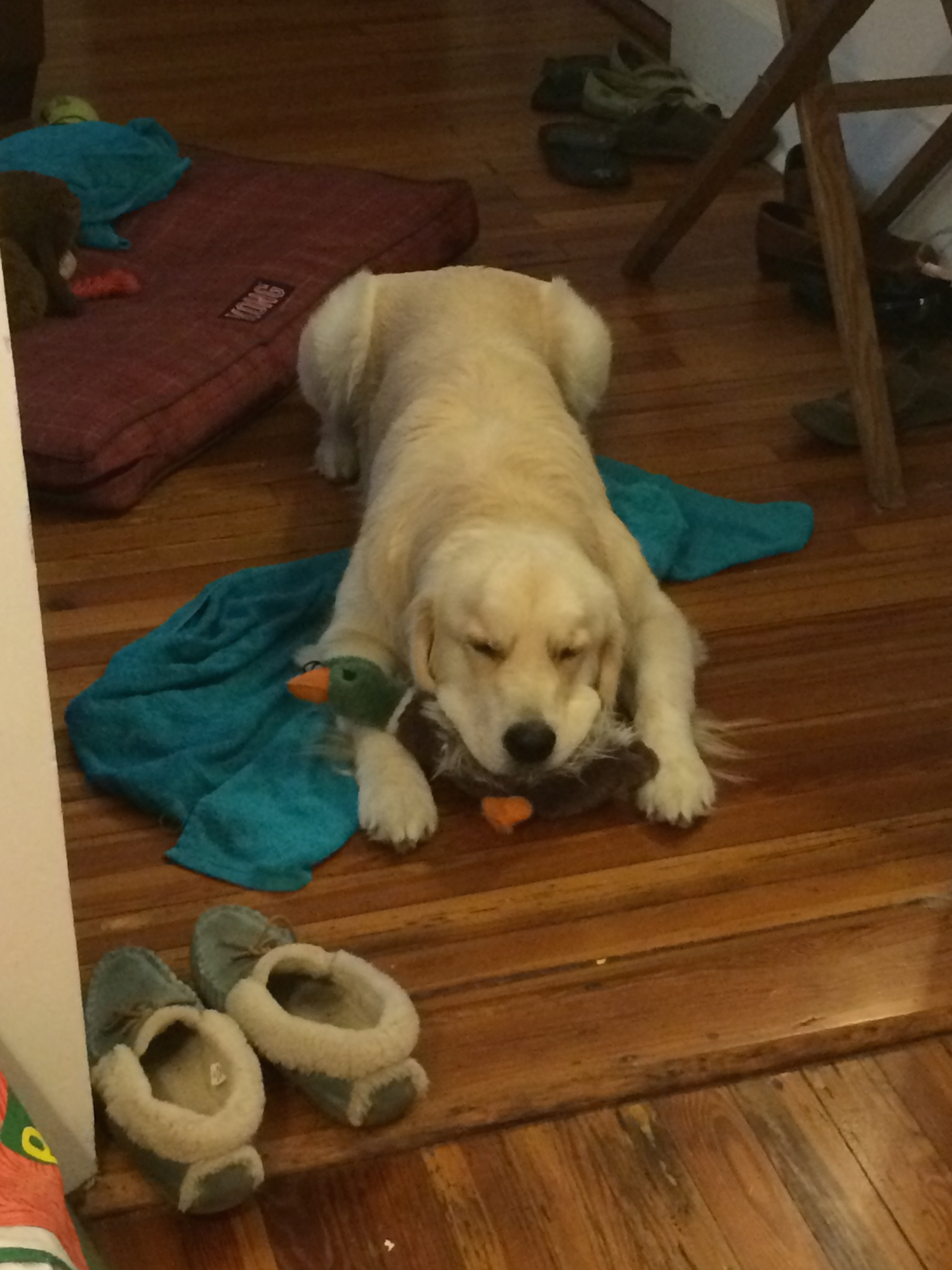 Archie being grumpy