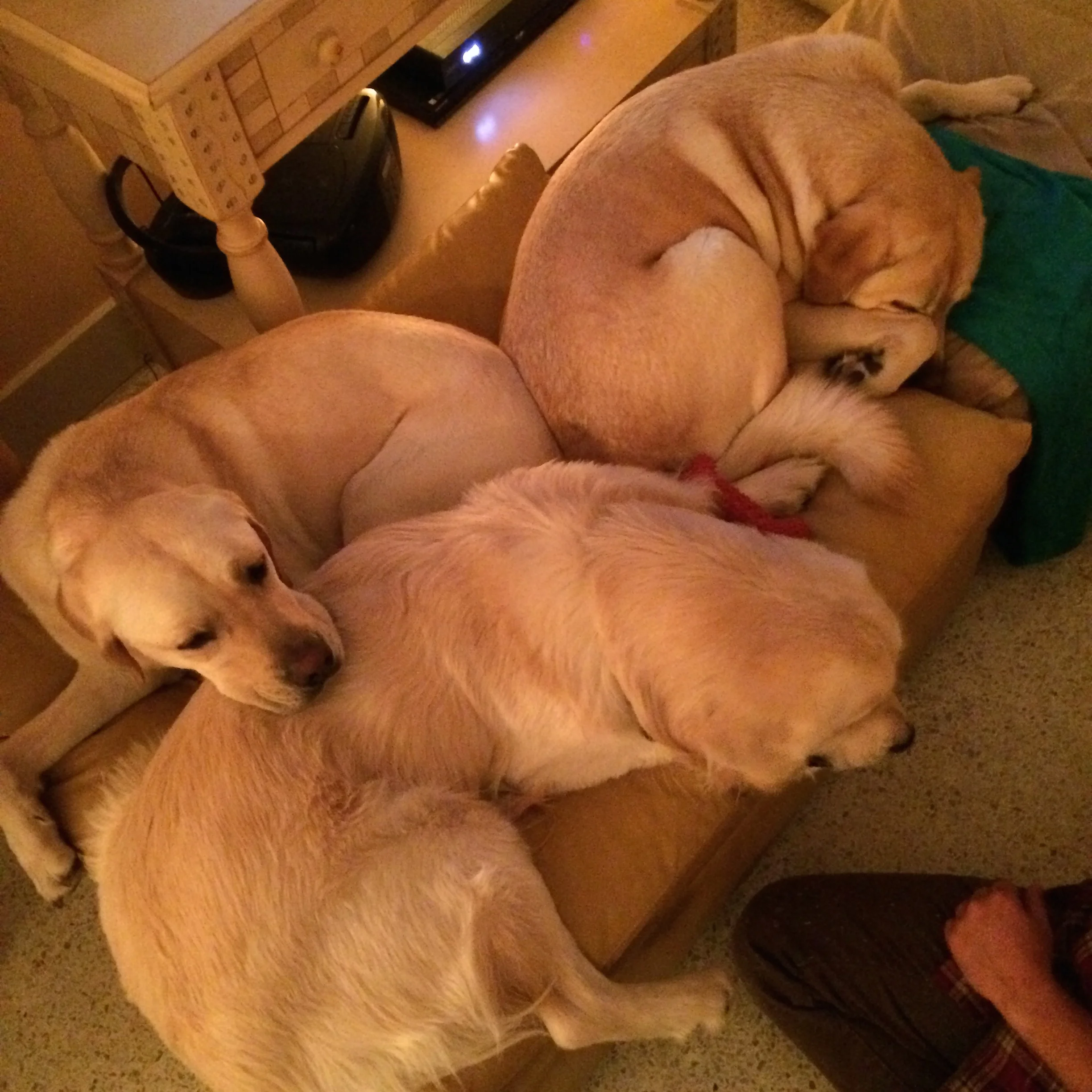 Boy's snuggling