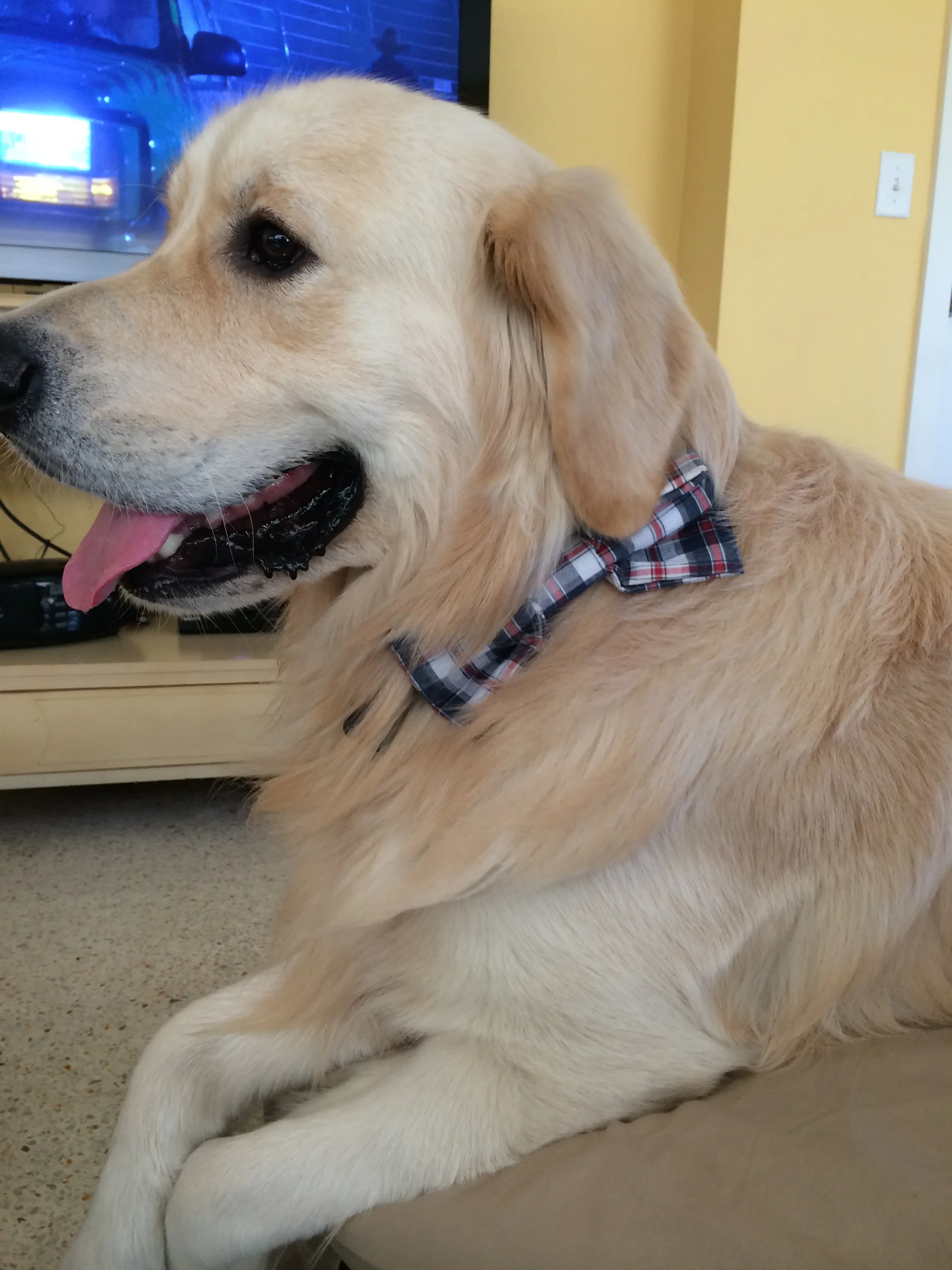 Archie' early Christmas bowtie