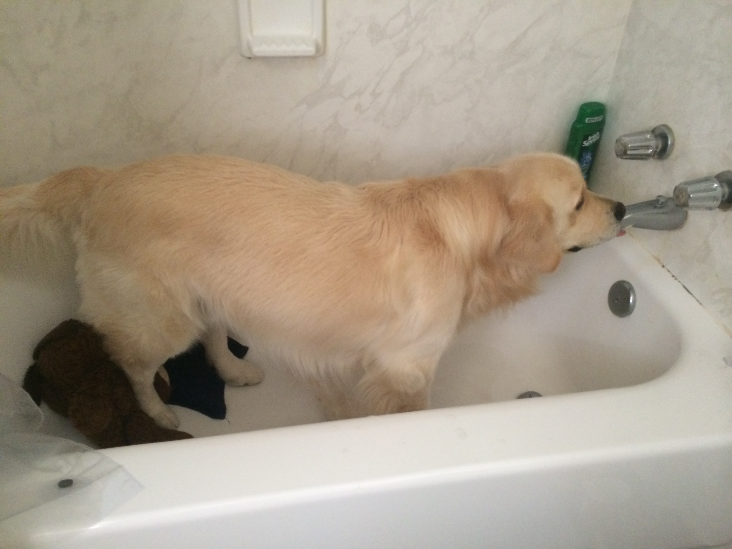 Archie was hot and thirsty