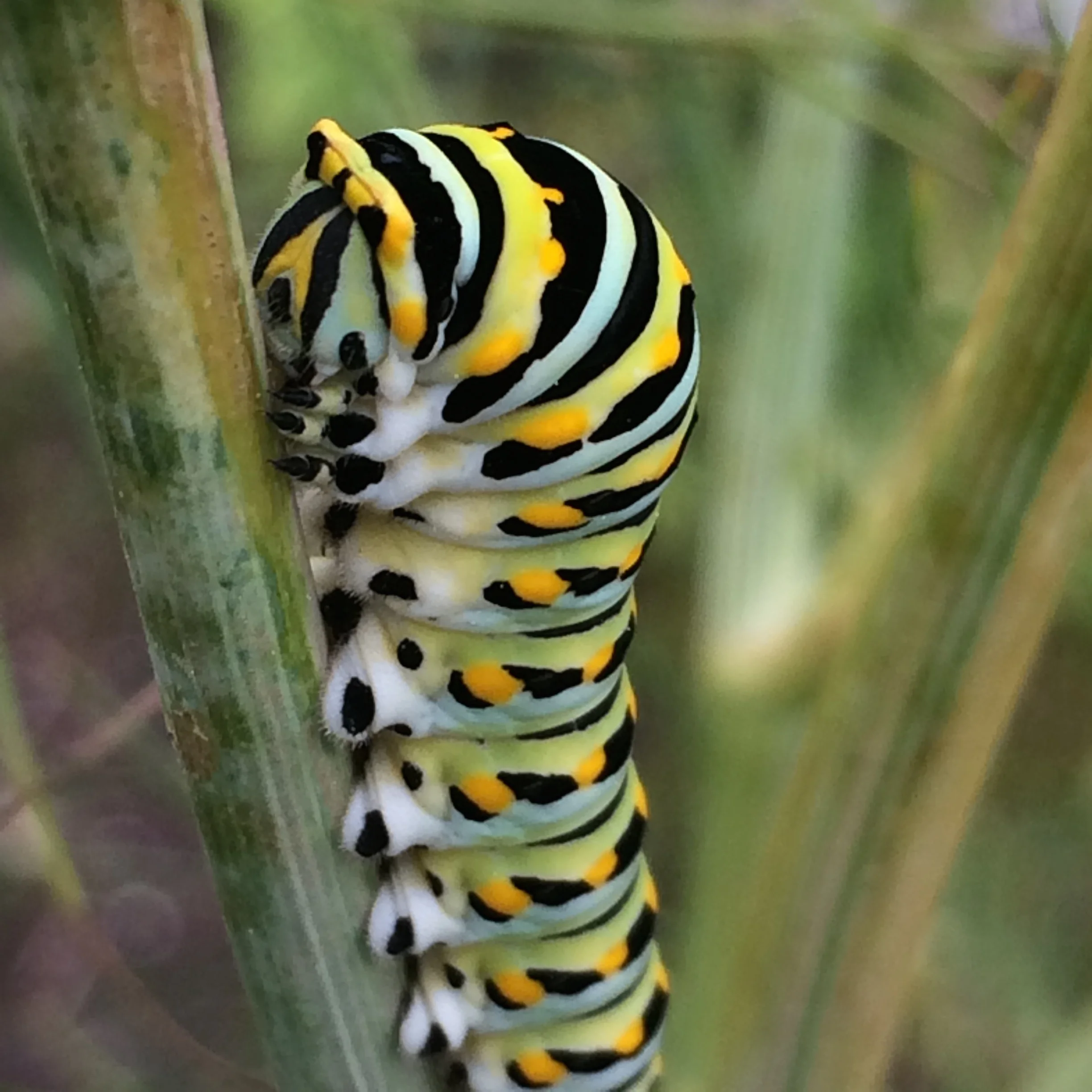 Black Swallowtail caterpillars at the garden