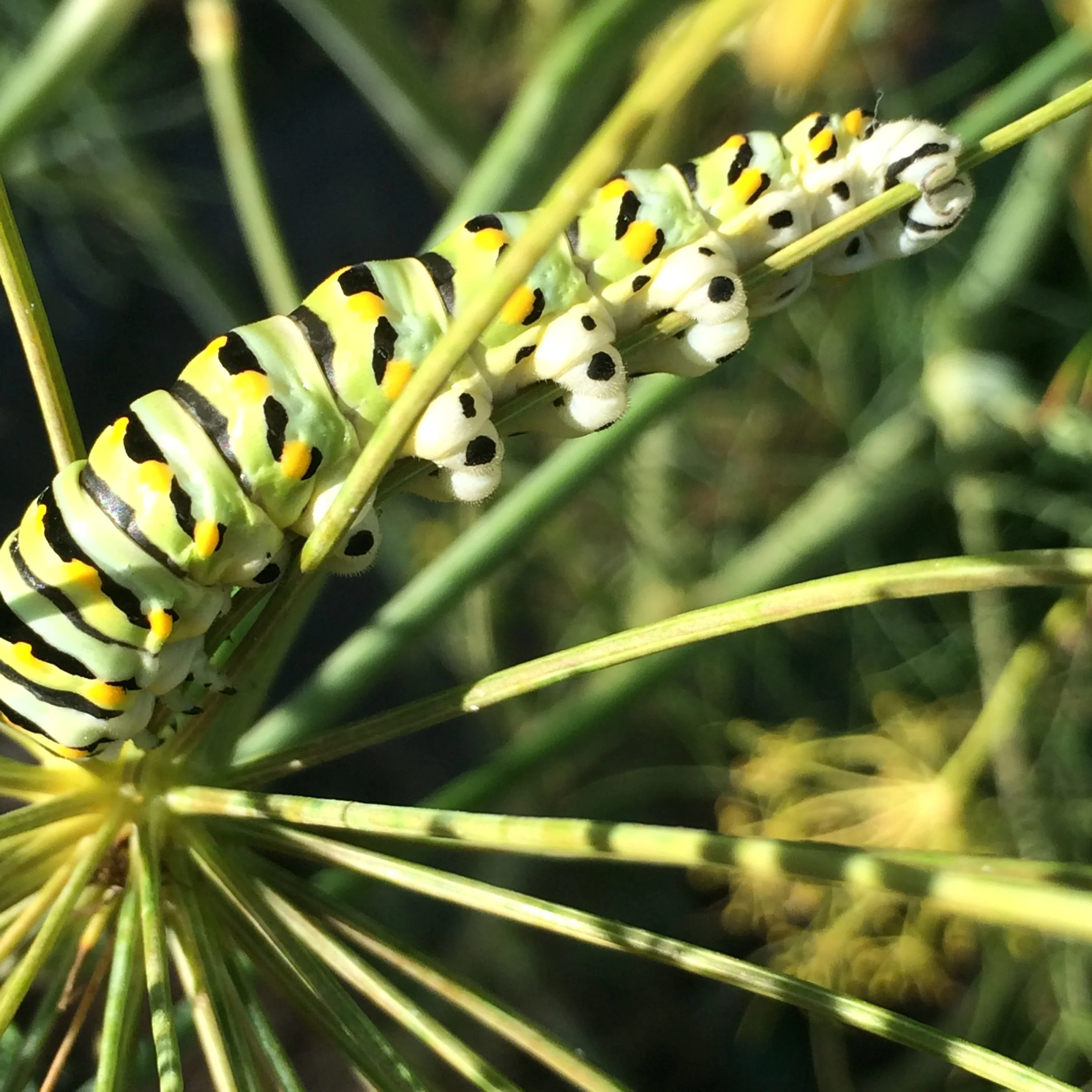 Caterpillars were hanging out too