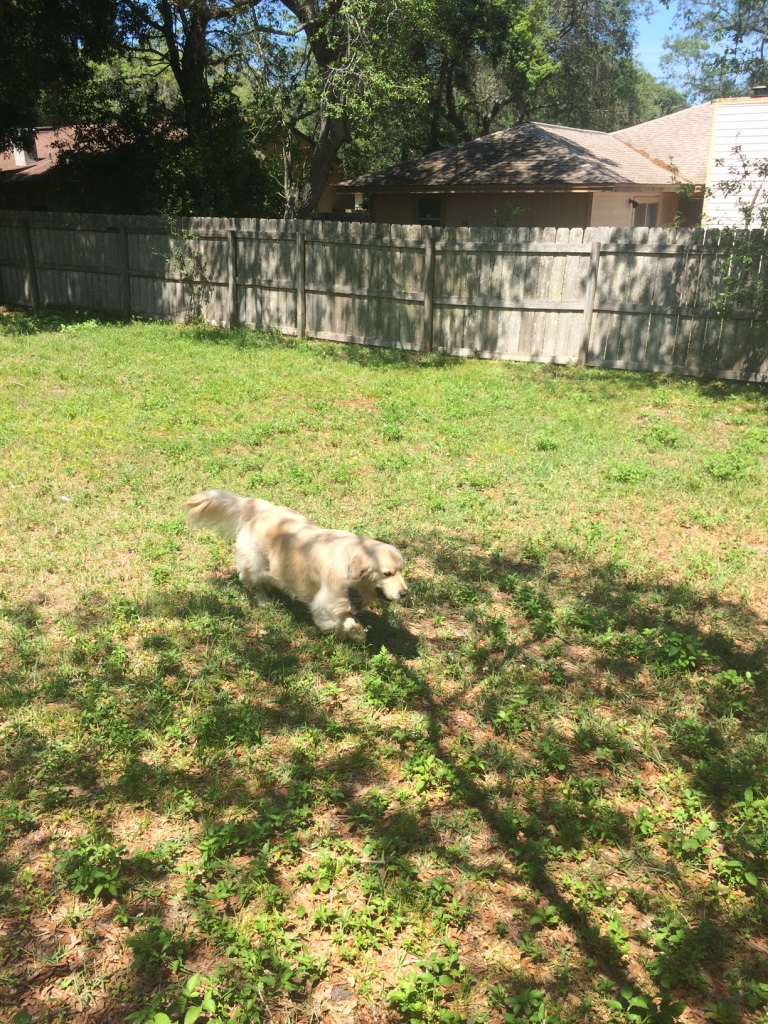 Archie checking out his new back yard