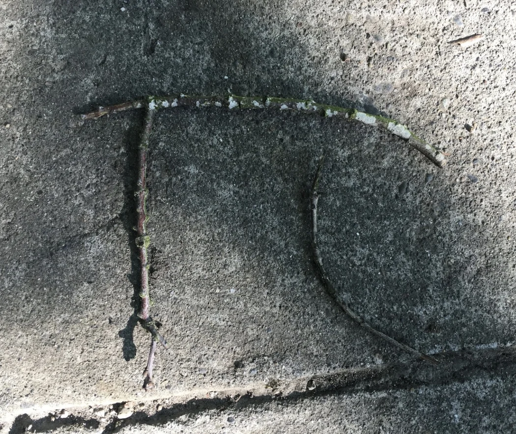 Example of pi in nature