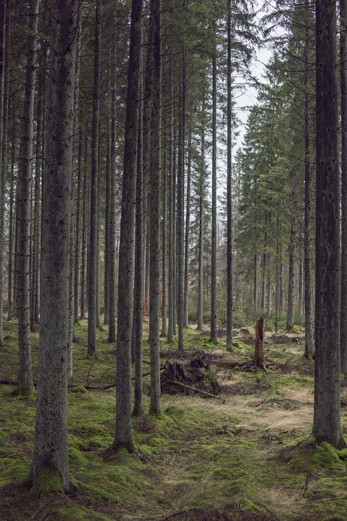 Sverige BOG00007.jpg