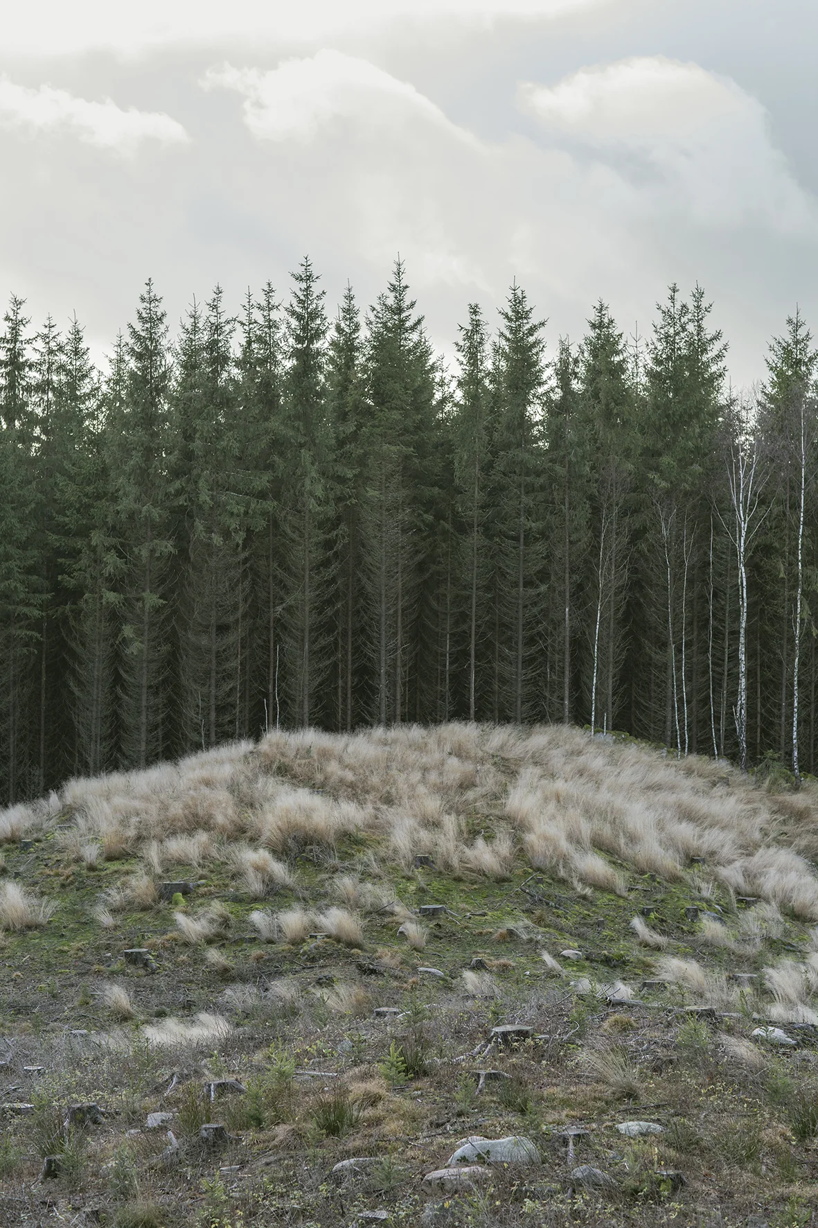 Sverige BOG00047.jpg