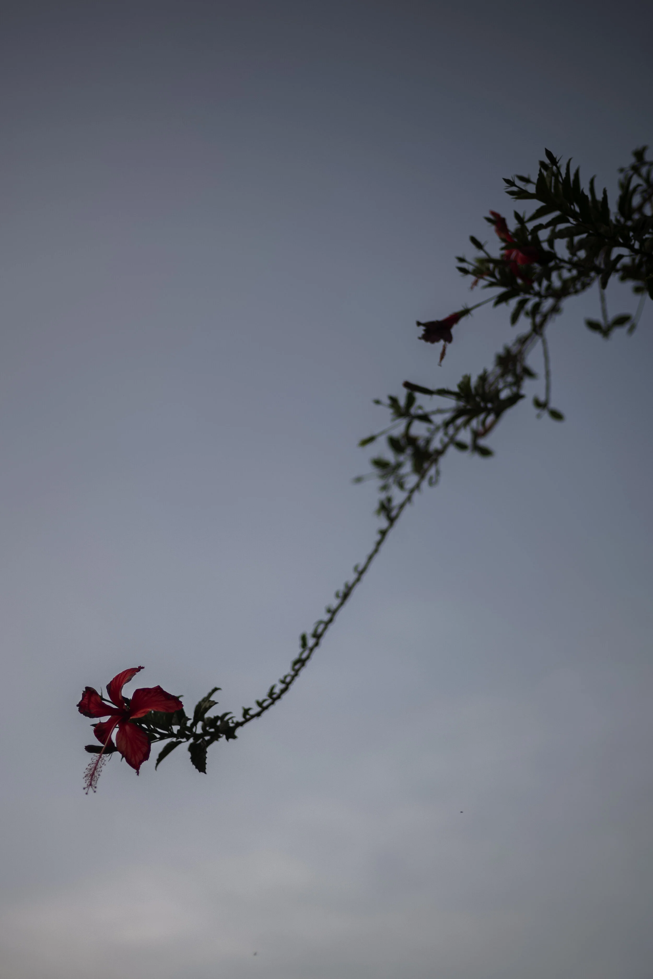  One third of the 13-17 yeart old Kenyan girls who had ever had sex said their first sexual experience was pressured or physically forced. At Maisha Girls Safe House the experience is that very few of the abusive men are convicted. Often the cases ar