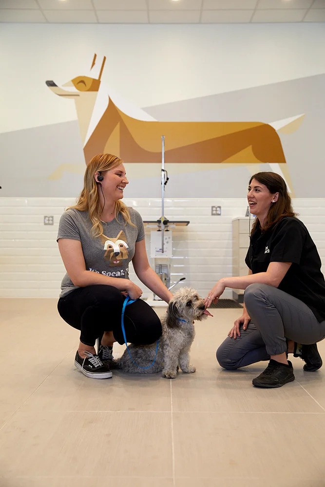 14841_petcoach_day2-Daycare_Grooming_Handoff-007.jpg