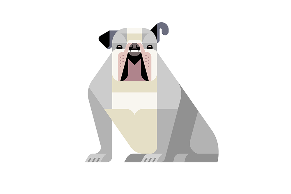 English Bulldog by JOSH BRILL.png