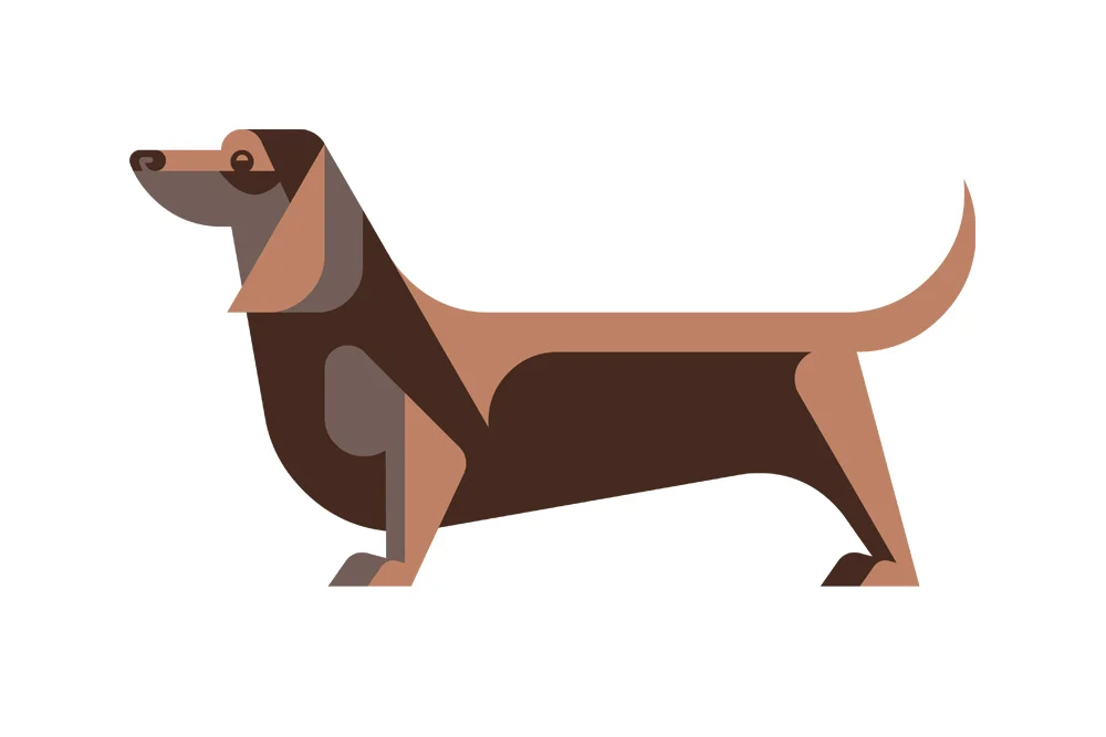 Dachshund by Josh Brill.jpg
