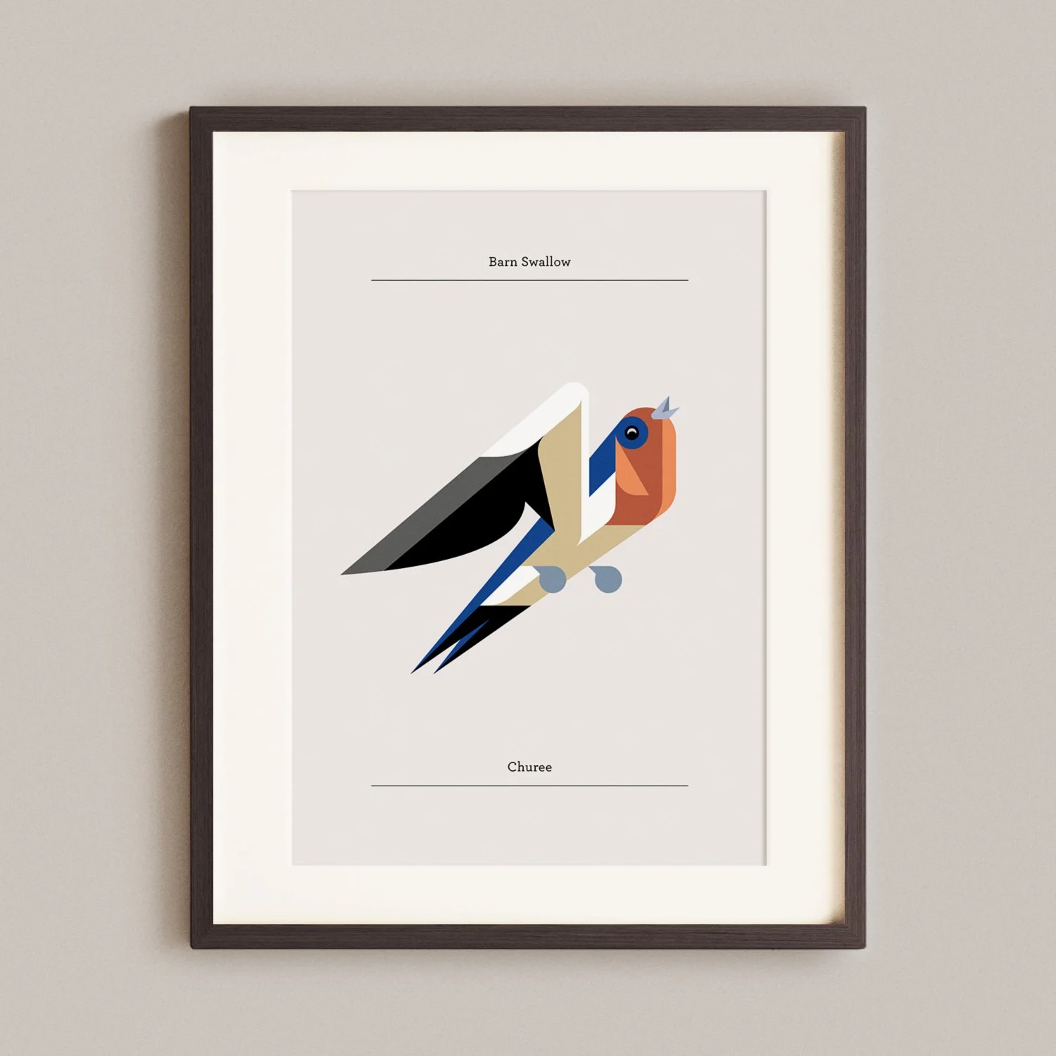 Barn Swallow