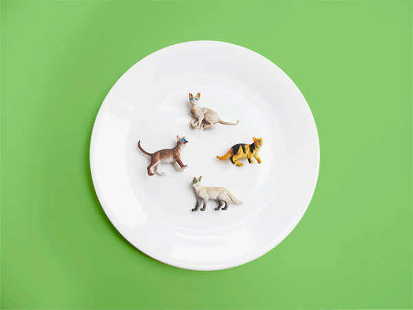 MICROWHAT_FourCats_040513.gif