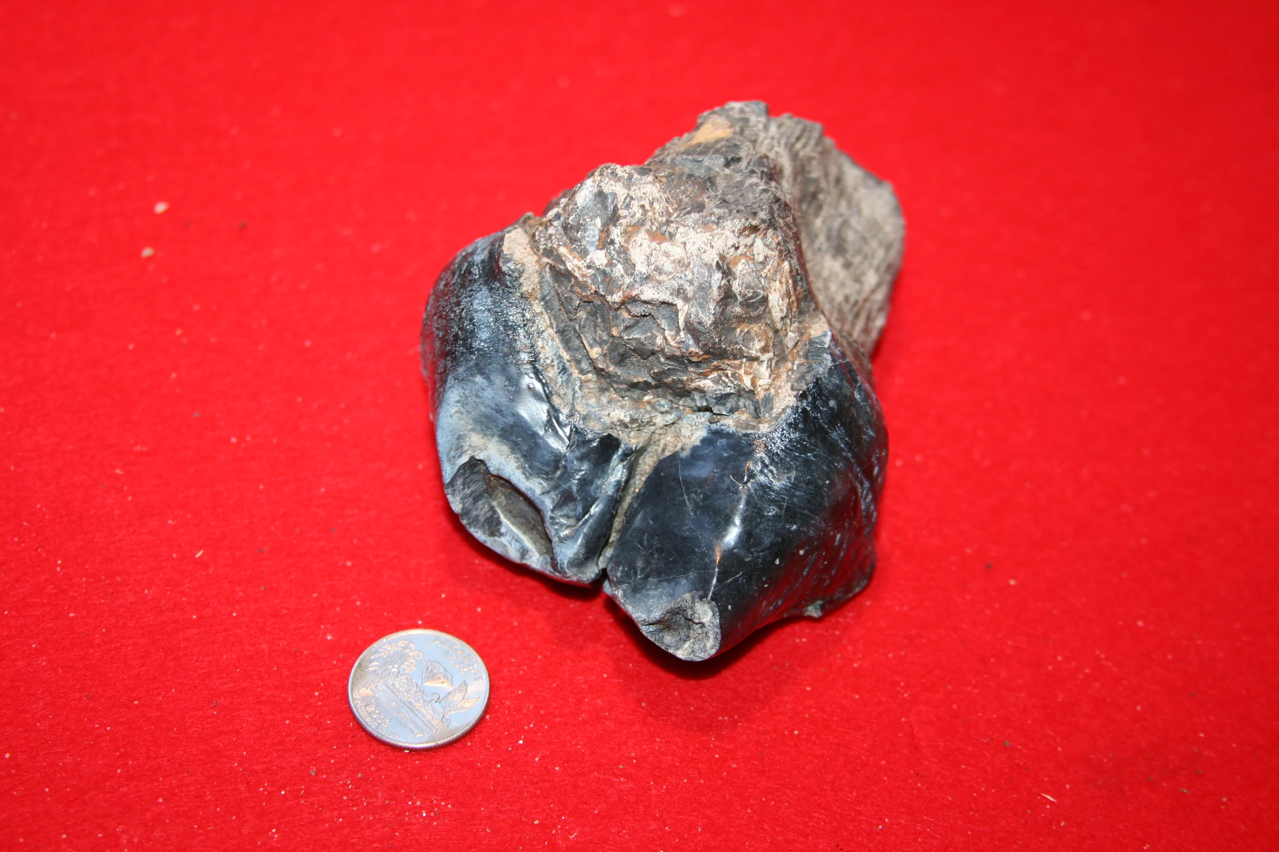 fossils20081116_141.JPG