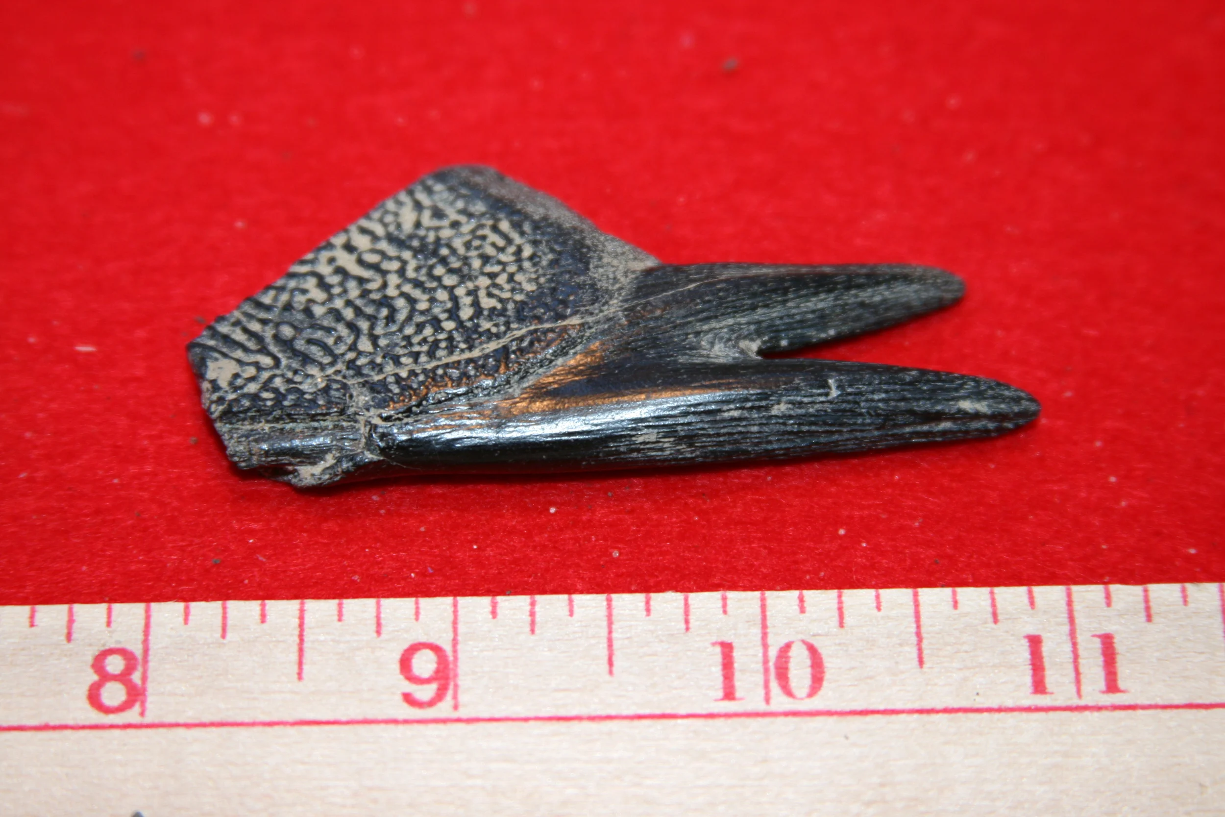 fossils20081116_144.JPG
