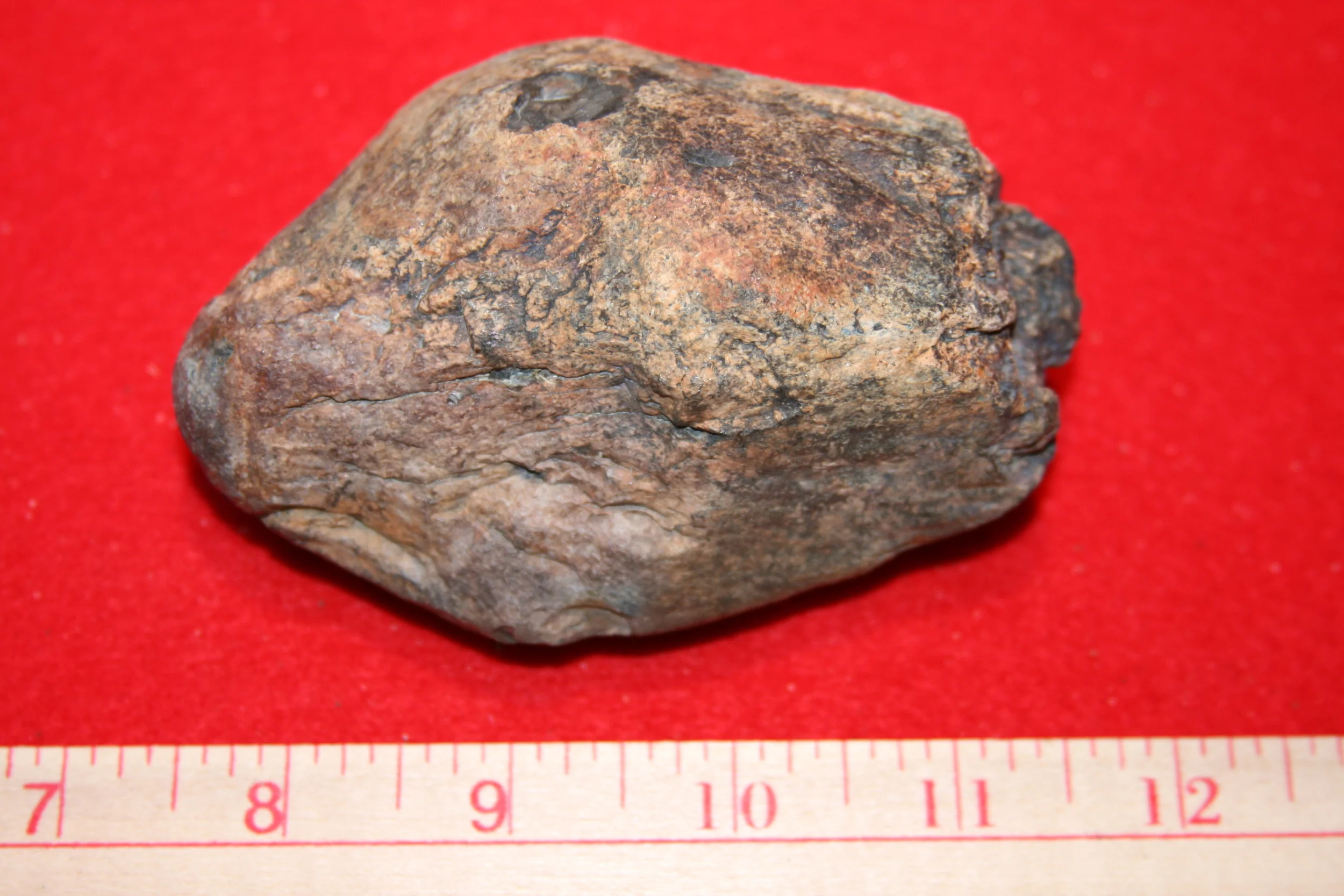 fossils20081116_151.JPG