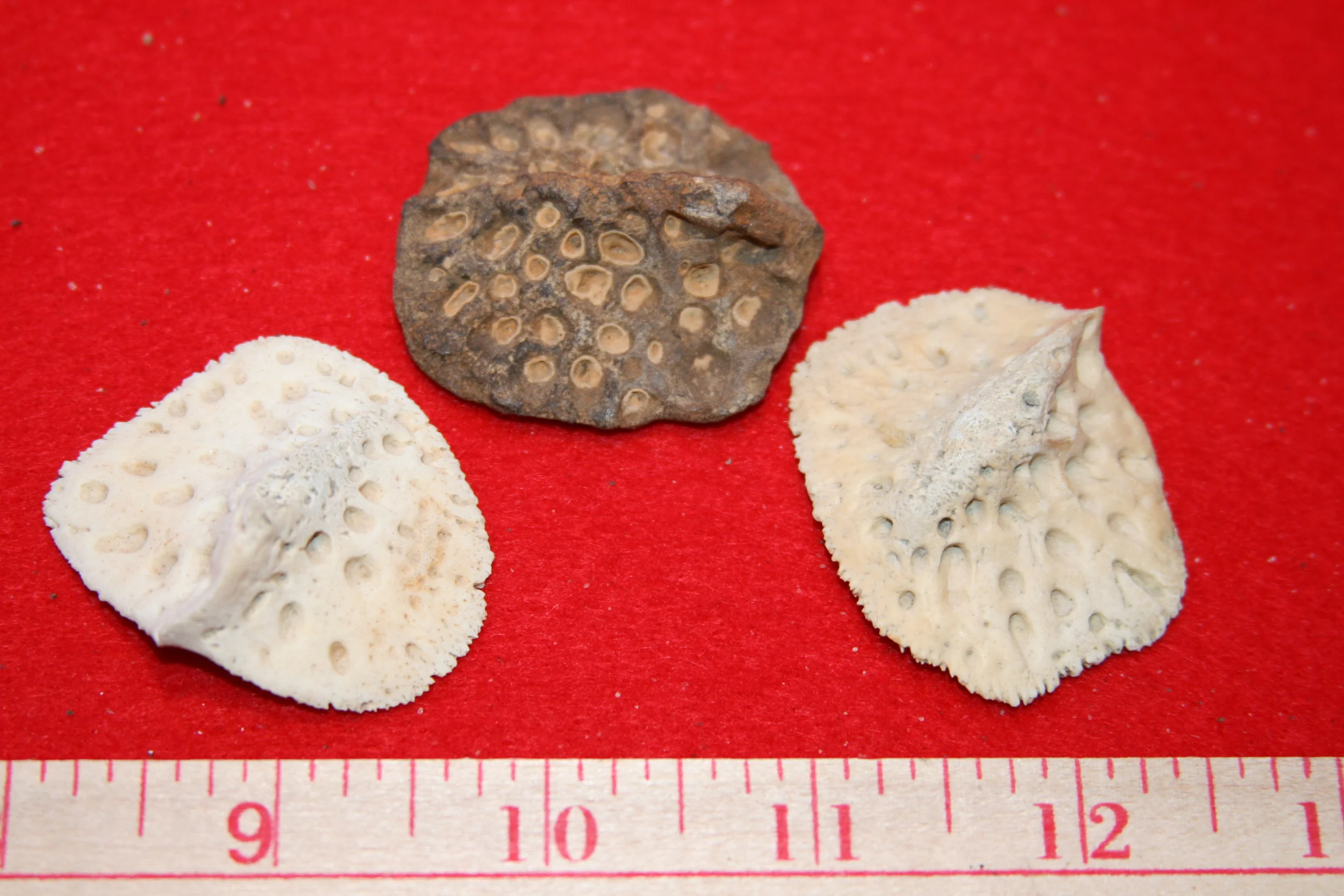 fossils20081116_145.JPG