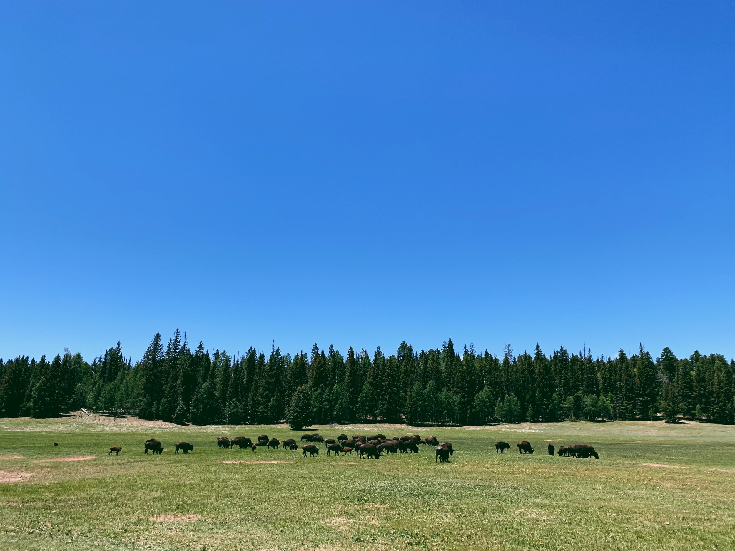 90915D3C-69E0-49F5-9876-49DE3E76C6E7.jpeg
