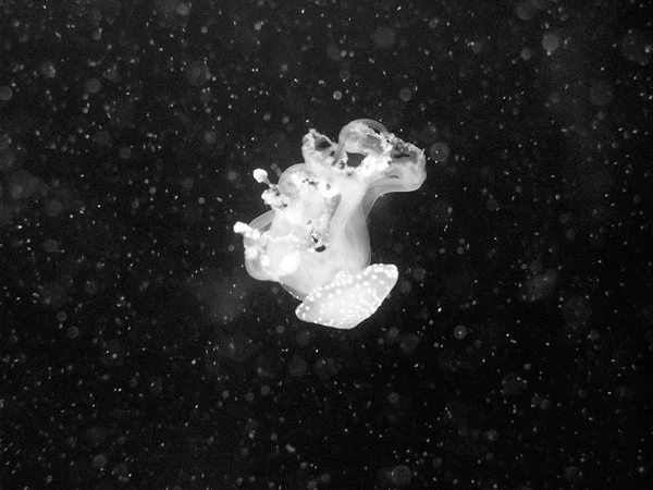 jellyfish.jpg