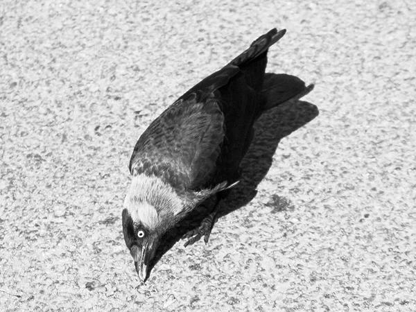 jackdaw.jpg